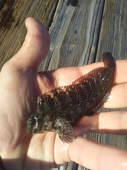 Hypsoblennius gilberti