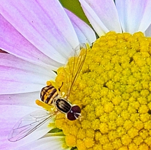 Unknown species found near New London, NH, USA