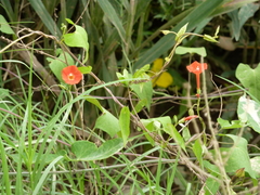 Ipomoea indivisa