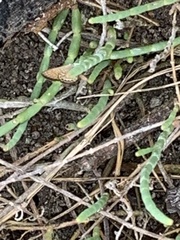 Brephidium pseudofea