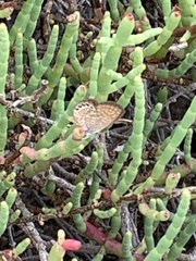 Brephidium pseudofea