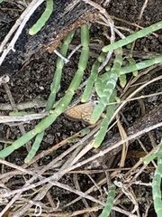 Brephidium pseudofea