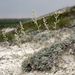Artemisia hololeuca - Photo (c) Aleksandr Popov / Александр Попов, algunos derechos reservados (CC BY-NC), uploaded by Aleksandr Popov / Александр Попов