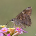 Mimosa Skipper - Photo (c) jamesgiroux, some rights reserved (CC BY-NC), uploaded by jamesgiroux