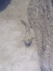 Bathygobius soporator