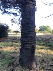 Araucaria angustifolia