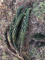 Araucaria angustifolia