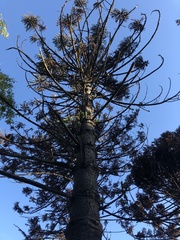 Araucaria angustifolia