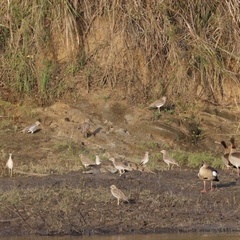 Burhinus senegalensis