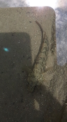 Bathygobius soporator