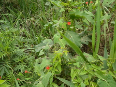 Ipomoea indivisa