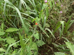 Ipomoea indivisa