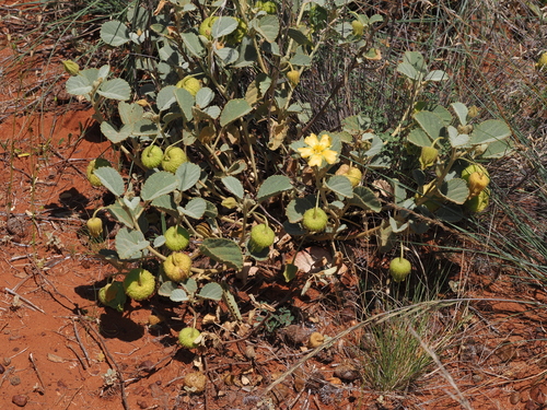 Hemp Mallow (Sida platycalyx)
