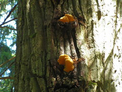 Aurantiporus croceus
