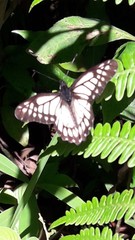 Catasticta nimbice bryson