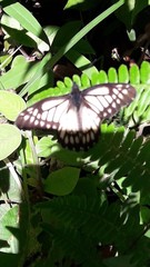 Catasticta nimbice bryson