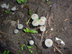 Fungi