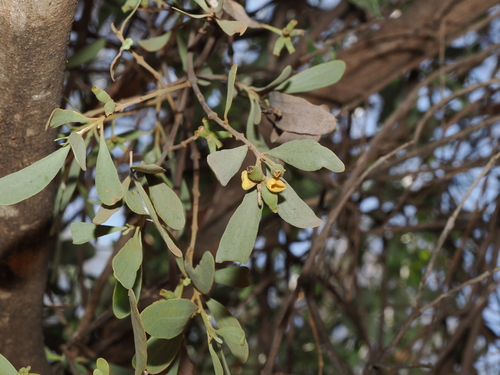 Amyema maidenii (Amyema maidenii)