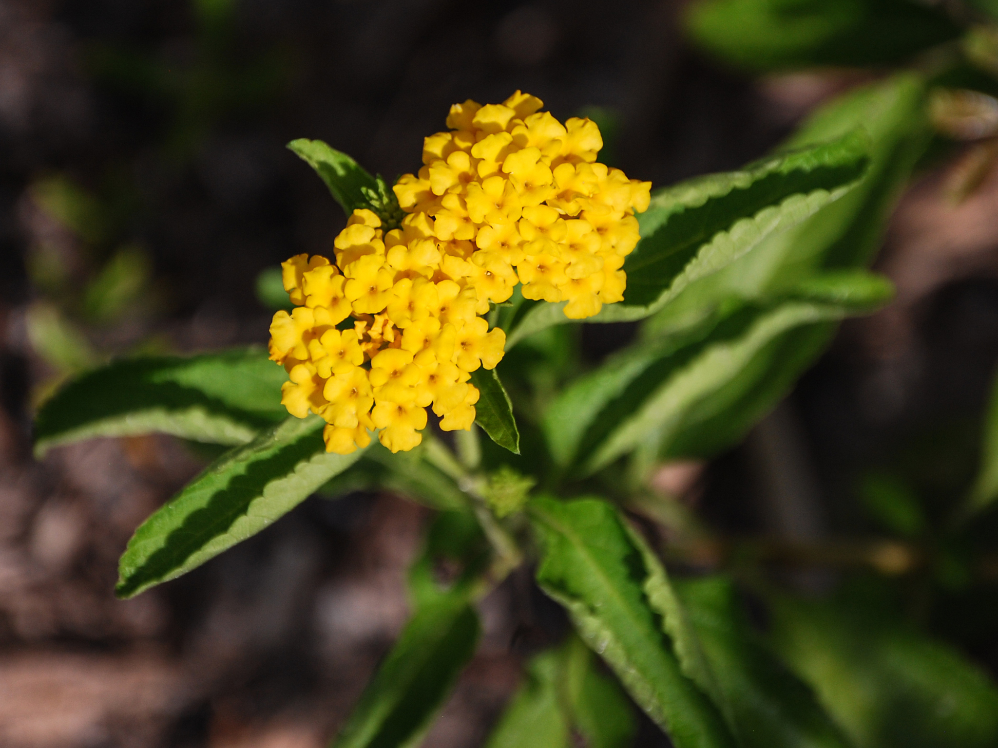 Lantana depressa var. sanibelensis