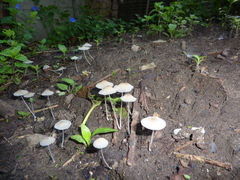 Fungi