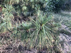 Pinus