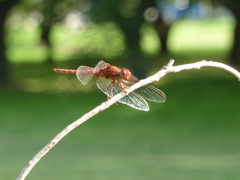 Orthemis nodiplaga