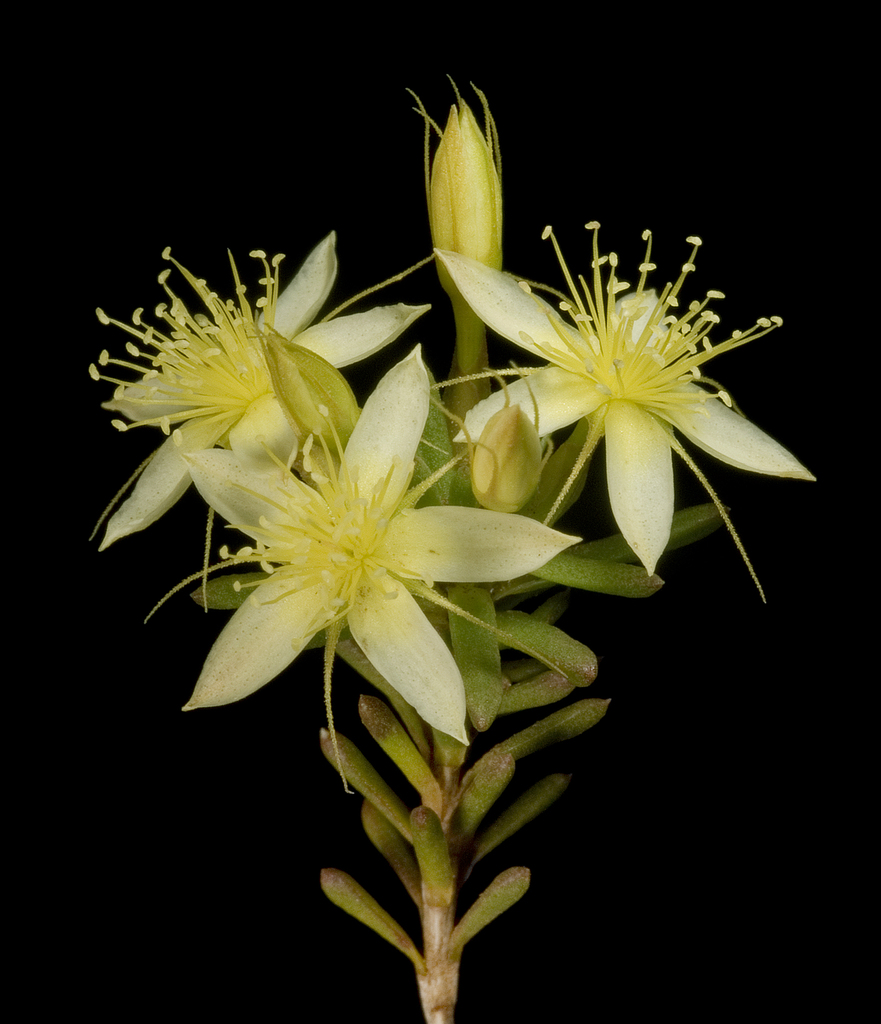 Calytrix depressa