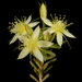 Calytrix depressa - Photo (c) Kevin Thiele, some rights reserved (CC BY)