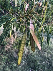 Leucaena leucocephala