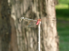 Orthemis nodiplaga