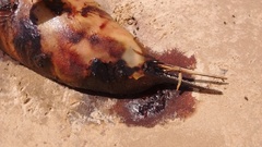 Pontoporia blainvillei