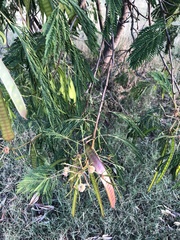 Leucaena leucocephala