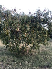 Leucaena leucocephala