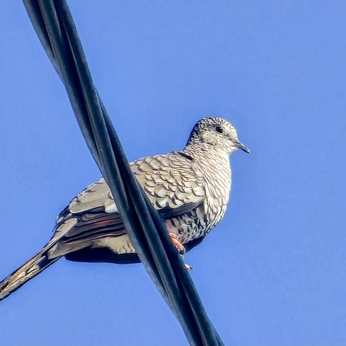 Scaled Dove