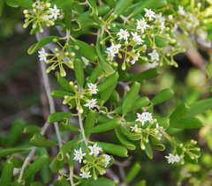 Jacquinia keyensis