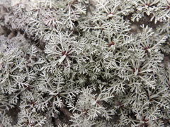 Artemisia hololeuca