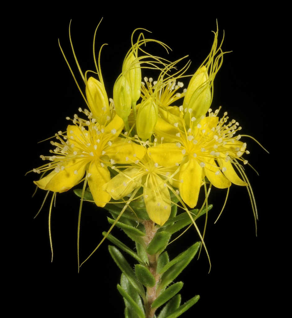 Calytrix aurea