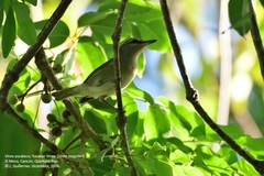 Vireo magister