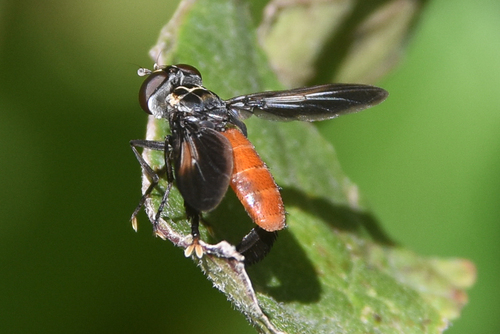 Unknown species found near Flycatcher Trail Outdoor Classroom and Demonstration Garden, Jenks High School, Jenks, OK, USA
