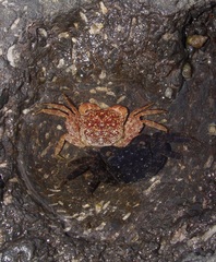 Grapsoidea