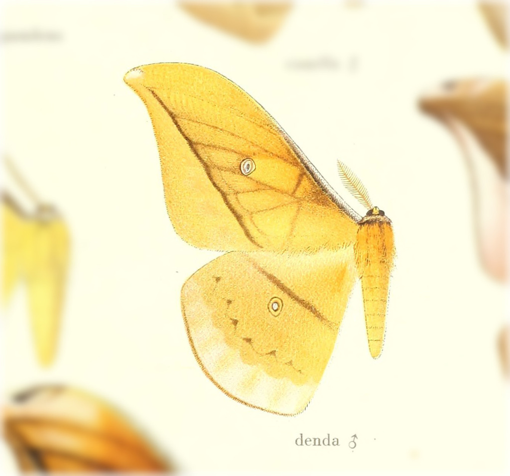 Copaxa denda