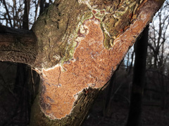 Steccherinum collabens