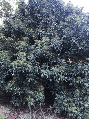 Photinia serratifolia