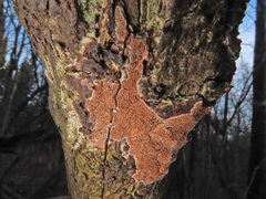 Steccherinum collabens