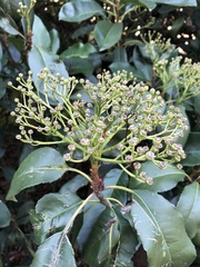 Photinia serratifolia