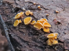 Lachnellula calyciformis