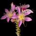Calytrix carinata - Photo (c) Kevin Thiele，保留部份權利CC BY