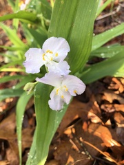 (c) Will McFarland, some rights reserved (CC BY) Tradescantia ozarkana, photograph (c) Will McFarland, some rights reserved (CC BY)