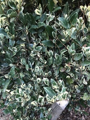 Ligustrum × vicaryi