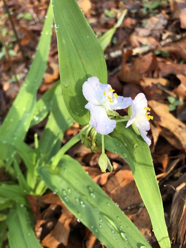Tradescantia ozarkana, photograph 3